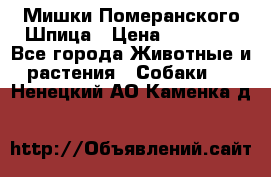 Мишки Померанского Шпица › Цена ­ 60 000 - Все города Животные и растения » Собаки   . Ненецкий АО,Каменка д.